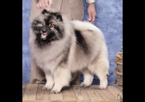 Satine BOS Natl 2005